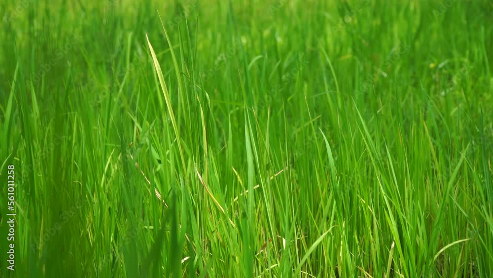 Popular organic rice farming in rural rice fields in Bali Popular organic rice farming in rural rice fields in Bali