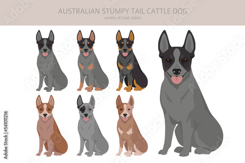 Australian stumpy tail cattle dog all colours clipart. Different coat colors and poses set