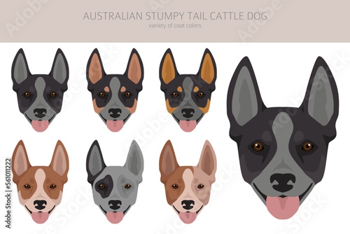 Australian stumpy tail cattle dog all colours clipart. Different coat colors and poses set