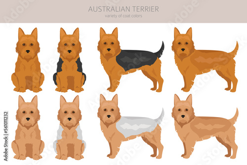 Billede på lærred Australian terrier all colours clipart