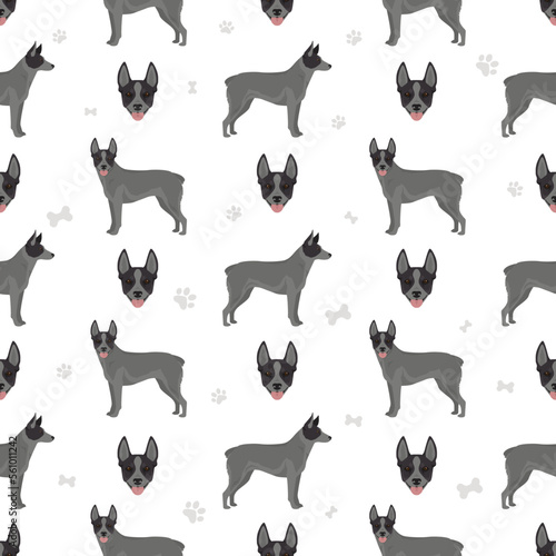 Australian stumpy tail cattle dog seamless pattern