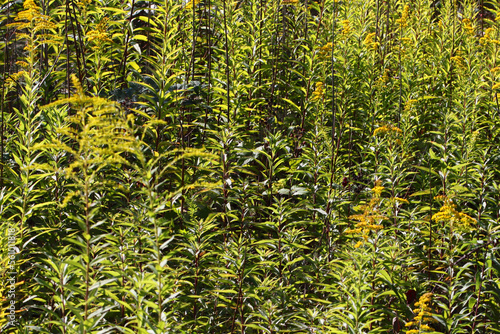 Texture of Giant goldenrod plants ( Solidago gigantea ) in bloom with yellow blossoms