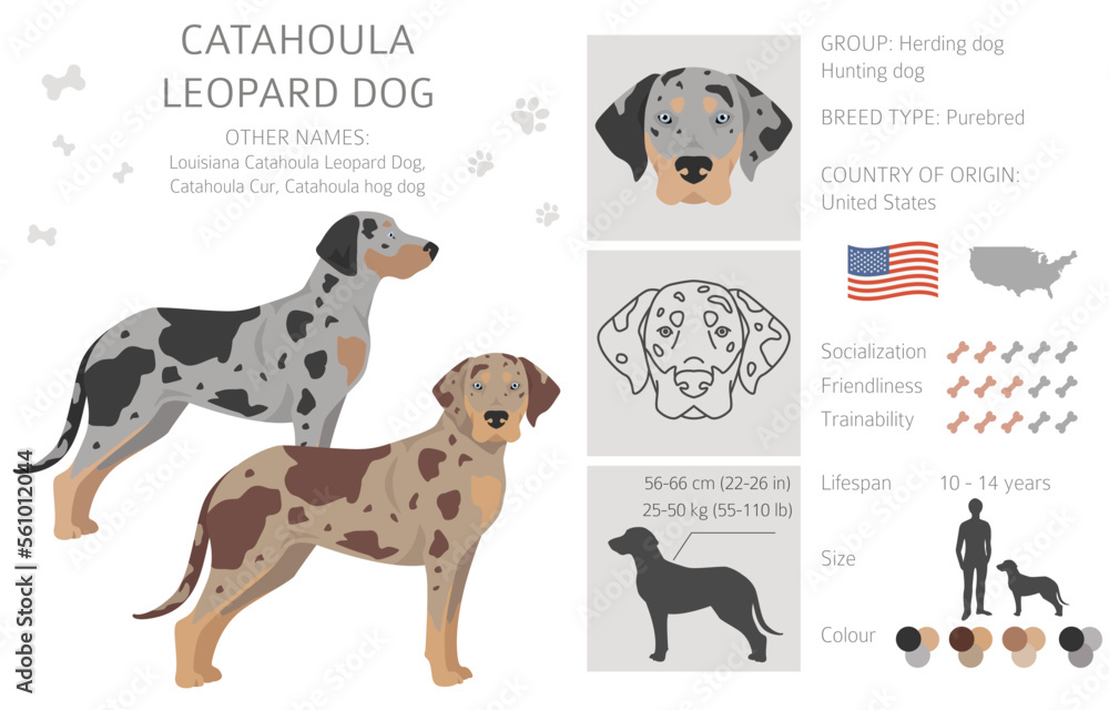 Catahoula Leopard dog clipart. All coat colors set.  Different position. All dog breeds characteristics infographic
