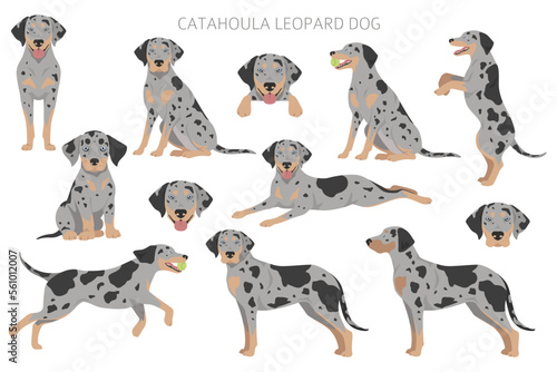 Catahoula Leopard dog clipart. All coat colors set.  Different position. All dog breeds characteristics infographic