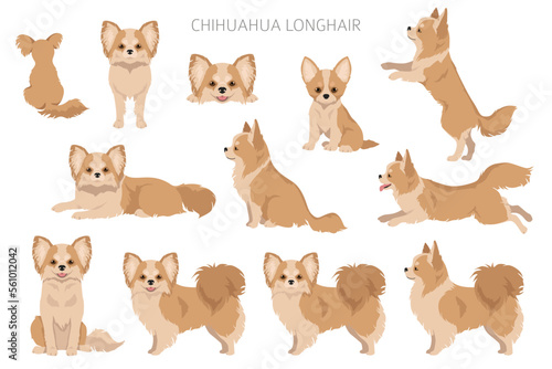 Chihuahua long haired clipart. All coat colors set.  Different position. All dog breeds characteristics infographic