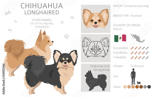 Chihuahua long haired clipart. All coat colors set.  Different position. All dog breeds characteristics infographic