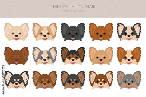 Chihuahua long haired clipart. All coat colors set.  Different position. All dog breeds characteristics infographic