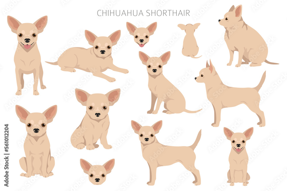 Chihuahua short haired clipart. All coat colors set.  Different position. All dog breeds characteristics infographic