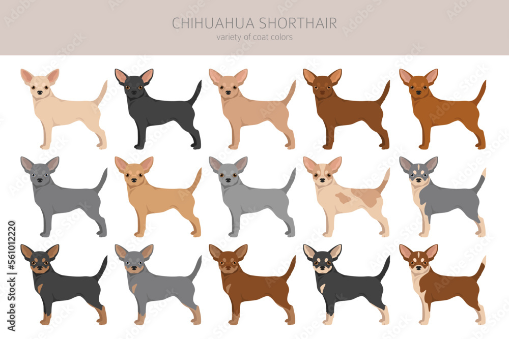 Chihuahua short haired clipart. All coat colors set.  Different position. All dog breeds characteristics infographic