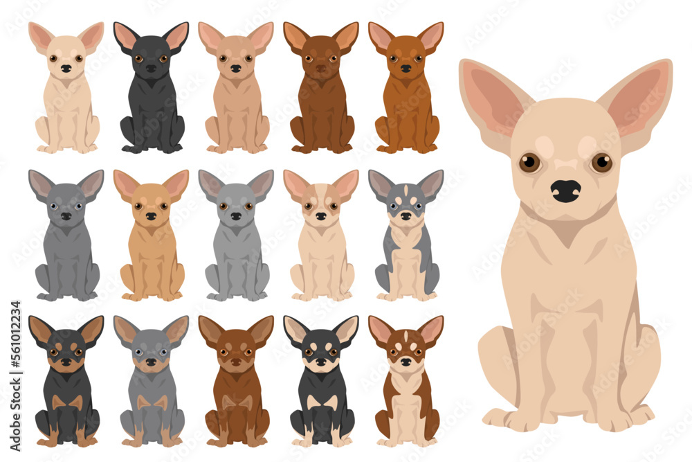 Fototapeta premium Chihuahua short haired clipart. All coat colors set. Different position. All dog breeds characteristics infographic
