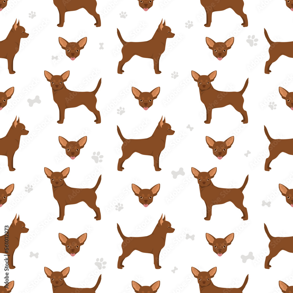 Chihuahua short haired seamless pattern