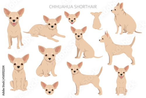 Chihuahua short haired clipart. All coat colors set.  Different position. All dog breeds characteristics infographic