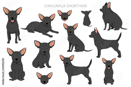 Chihuahua short haired clipart. All coat colors set.  Different position. All dog breeds characteristics infographic