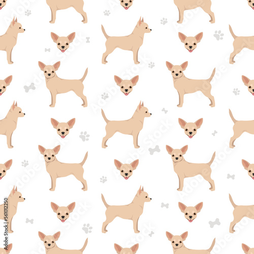 Chihuahua short haired seamless pattern