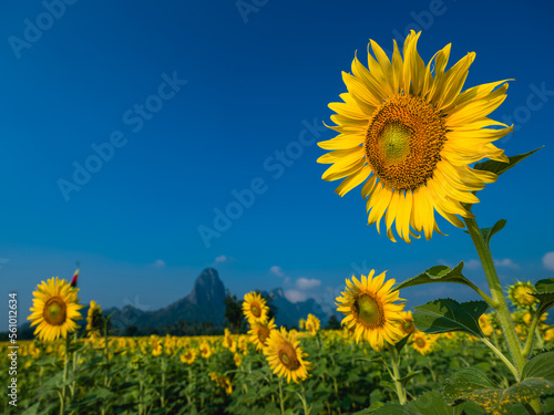 sunflowers in the field