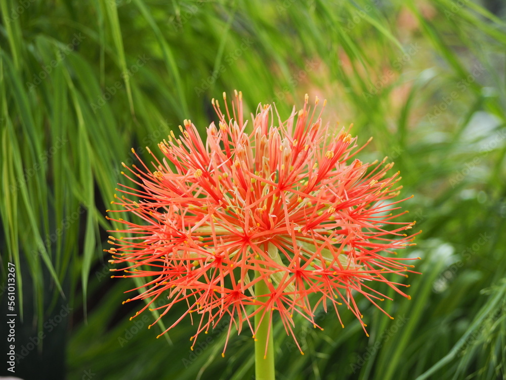 赤い花　ハエマンサス　ムルチフローラ