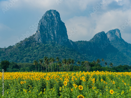 flowers on mountain