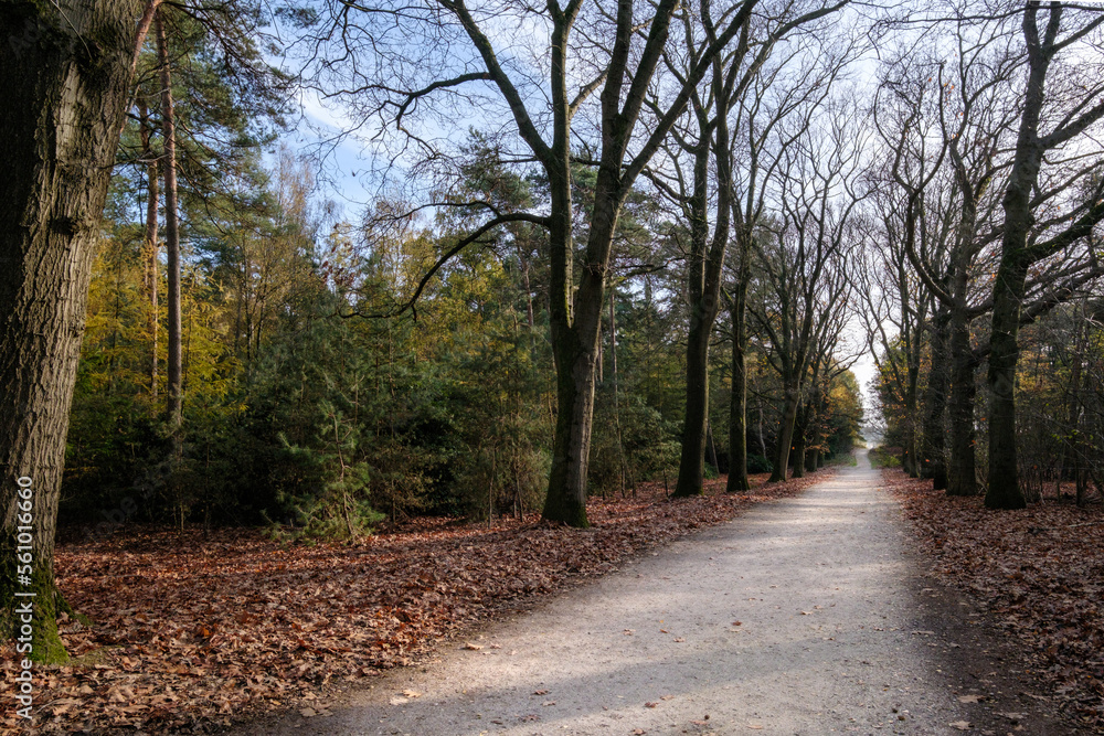 Fototapeta premium Nature reserve Sallandse Heuvelrug