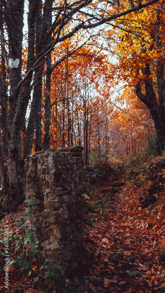 Fototapeta premium Forest trail covered by brown leaves