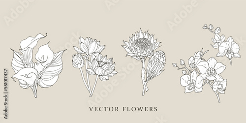 Kalla, lotus, protea, orchid flowers.