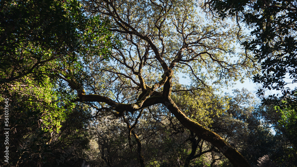 Obraz premium Tree with twisted branches in the forest