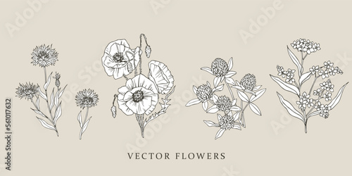 Cornflower, poppy, clover, forget - me - not.