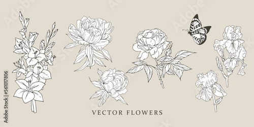 Gladiolus, peony, rose, iris, butterfly
