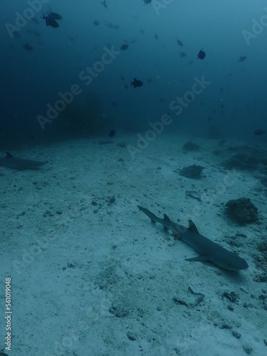 White tip reef shark sleeping on the bottom of the reef
