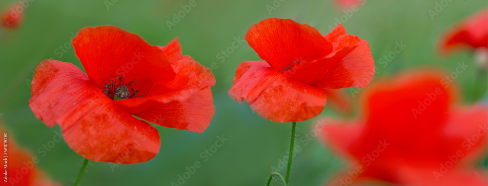 Naklejka premium Red poppy flowers in a wild meadow.