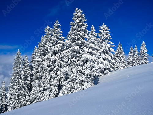 snow covered trees © Jan Zumbrunnen