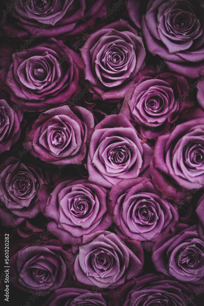 Bunch of purple roses, close up of a boquet, vertical Bunch of purple roses, close up of a boquet, vertical