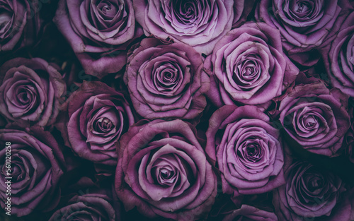 Bunch of purple roses  close up of a boquet