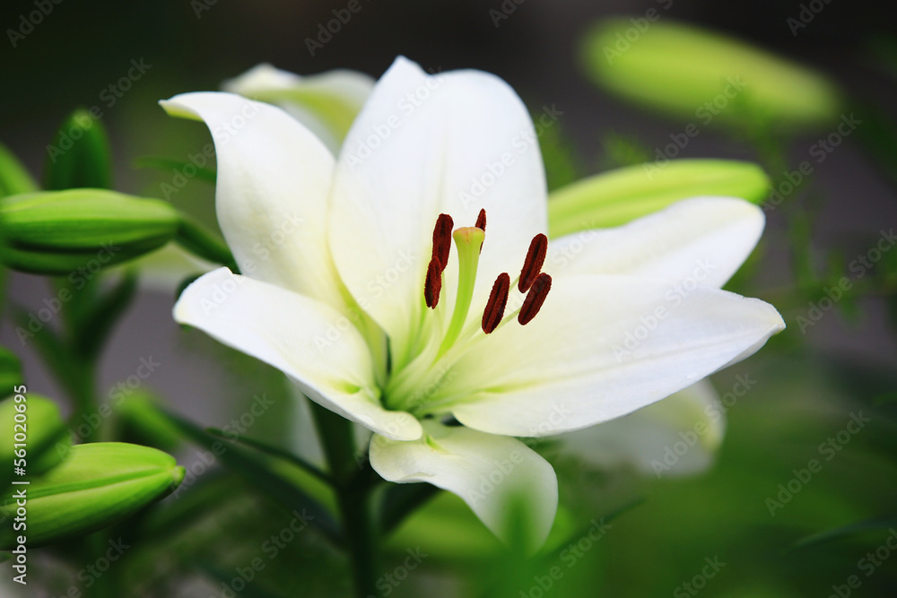 blooming Oriental Lily,Fragrant Lily flowers,close-up of white lily flowers blooming in the garden  
