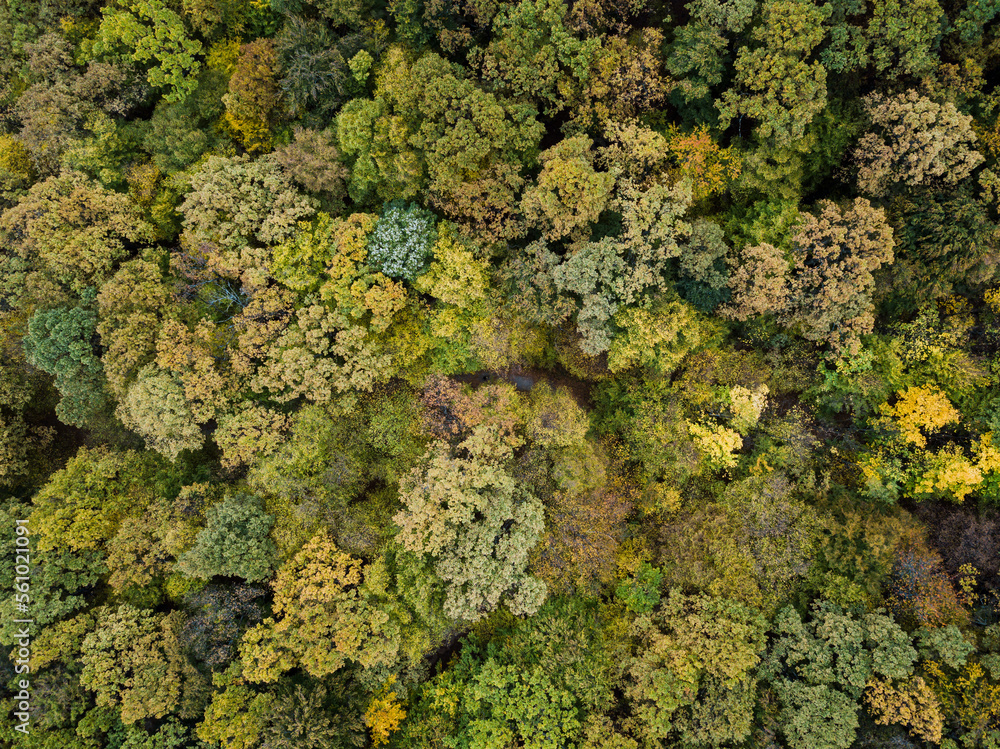 Amazing drone shots of the forest during autumn in Romania Amazing drone shots of the forest during autumn in Romania