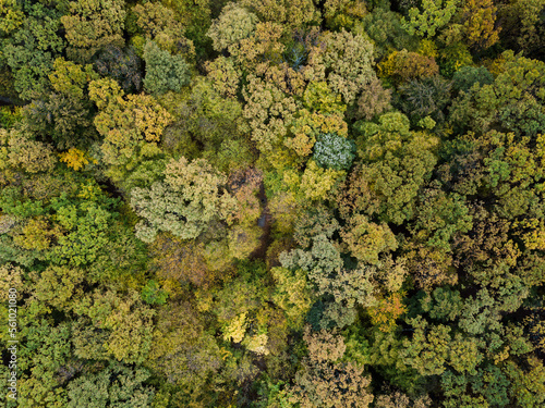 Print op canvas Amazing drone shots of the forest during autumn in Romania