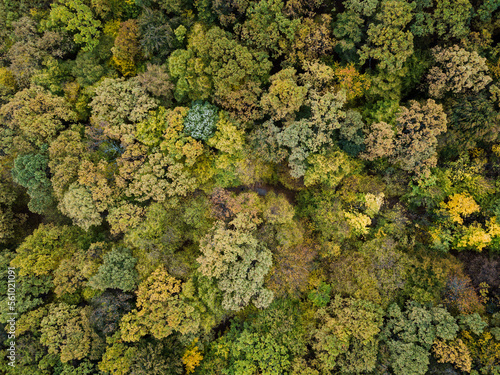 Fotótapéta Amazing drone shots of the forest during autumn in Romania