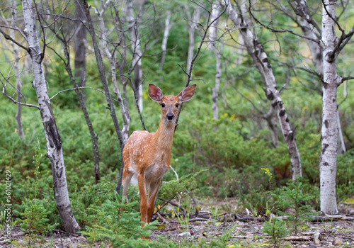 White-tailed deer fawn walking in the forest in Canada © Jim Cumming
