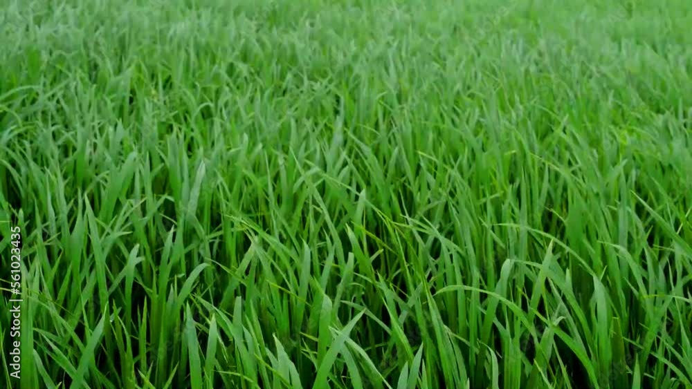 green paddy swaying in the wind green paddy swaying in the wind