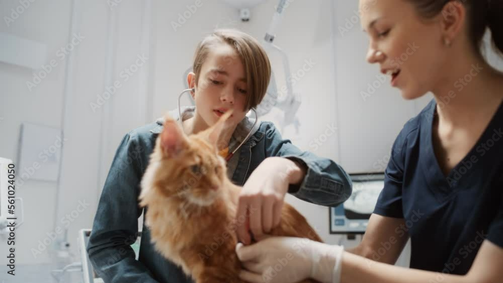 Female Veterinarian Holding a Red Cat, Giving an Opportunity to an Excited Boy to Listen to the Animal Through a Medical Stethoscope. Young Man Bringing Pet Maine Coon for a Scheduled Check Up Visit Female Veterinarian Holding a Red Cat, Giving an Opportunity to an Excited Boy to Listen to the Animal Through a Medical Stethoscope. Young Man Bringing Pet Maine Coon for a Scheduled Check Up Visit