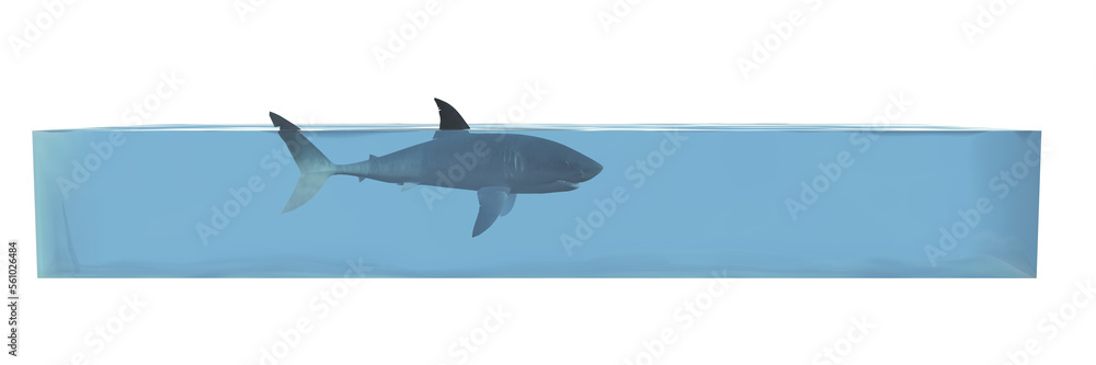Obraz premium Shark in a Water