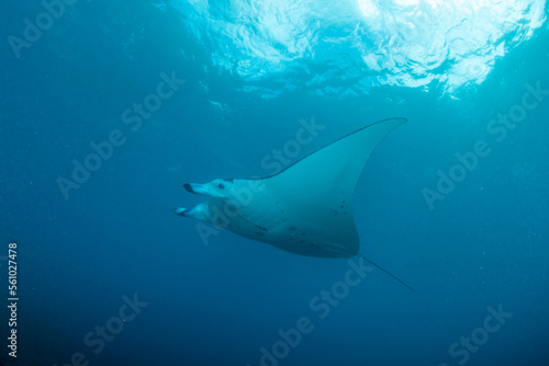 Manta ray in the sea