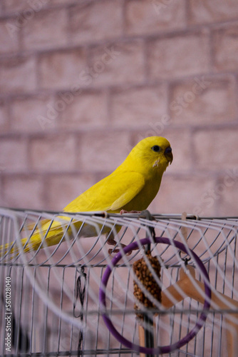 The wavy yellow parrot has a bright color. He sits on a cage, plenty of space for text. A beautiful young happy male sits on a cage, sings and plays.