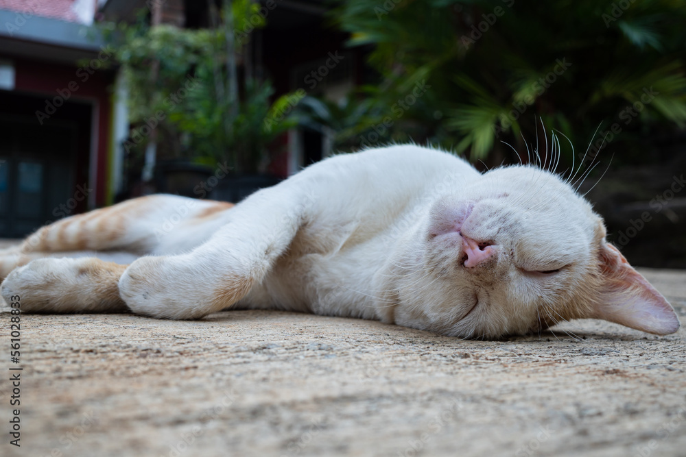 a cat sleeping in the yard