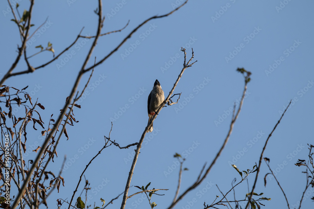 Red whiskered Bulbul Bird on Tree Red whiskered Bulbul Bird on Tree