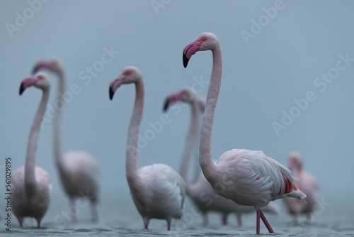 Greater Flamingos in cloudy weather in the morning at Asker coast of Bahrain