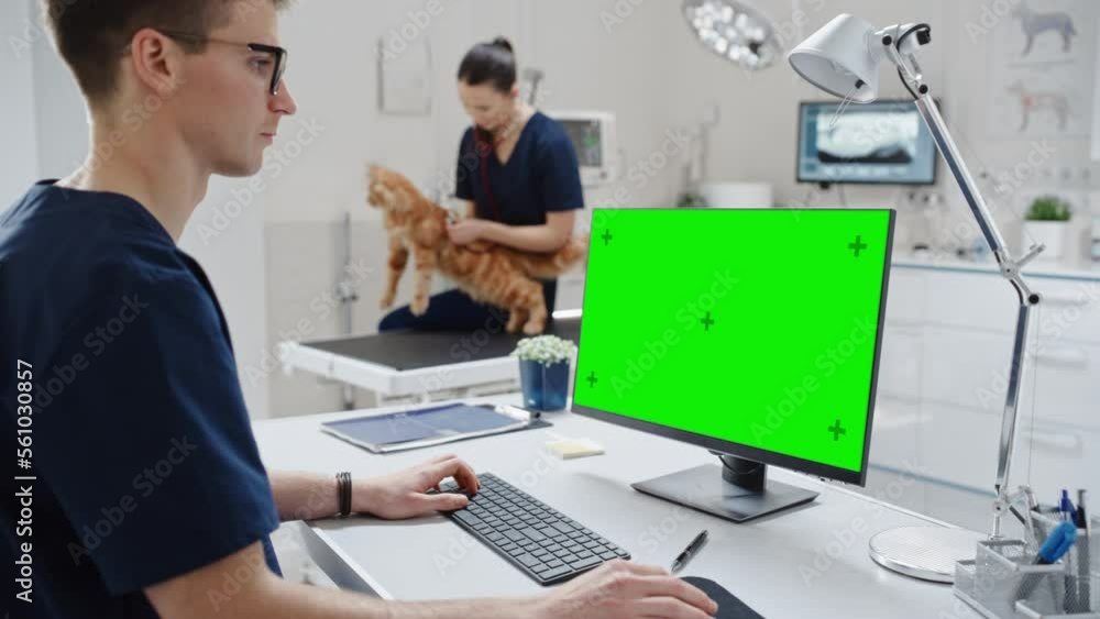 Veterinary Clinic Doctor Working on a Desktop Computer with Green Screen Mock Up Display. Female Veterinarian Diagnosing a Red Maine Coon Cat with Stethoscope Veterinary Clinic Doctor Working on a Desktop Computer with Green Screen Mock Up Display. Female Veterinarian Diagnosing a Red Maine Coon Cat with Stethoscope