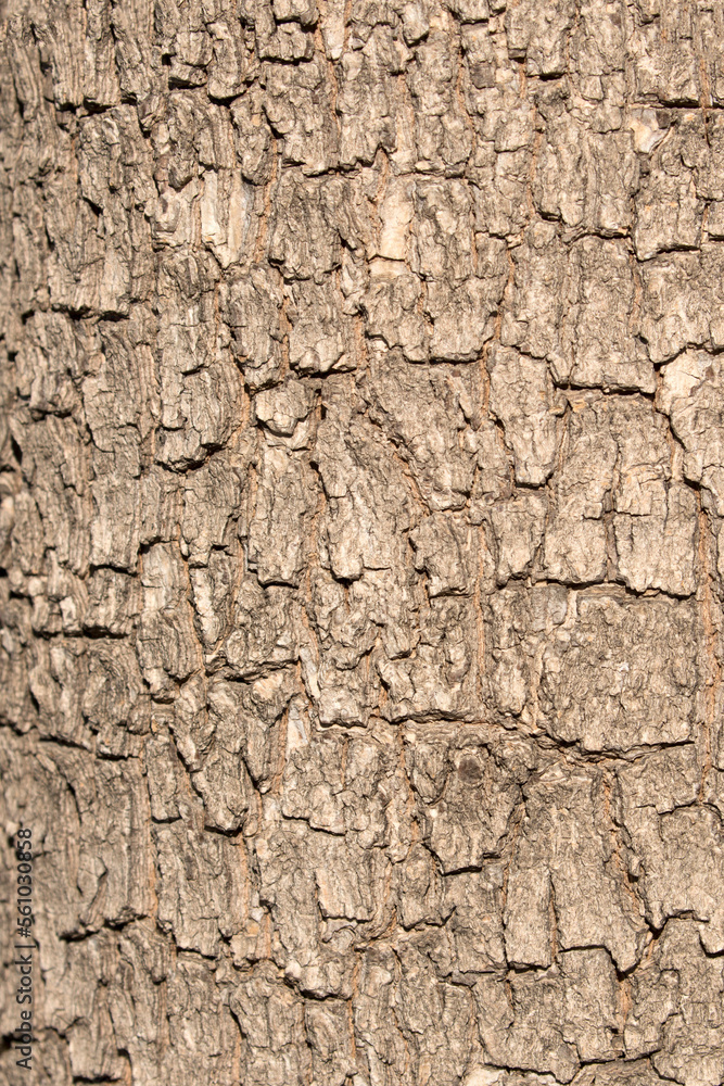 Bark texture of a young oriental plane (Platanus orientalis) tree Bark texture of a young oriental plane (Platanus orientalis) tree