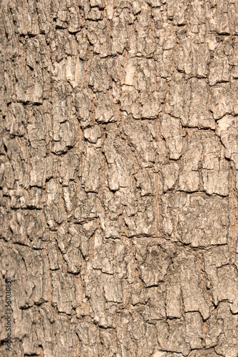Bark texture of a young oriental plane (Platanus orientalis) tree