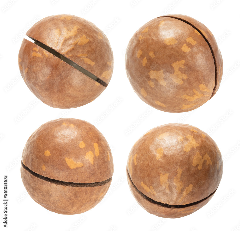 macadamia nuts set isolated on white. the entire image in sharpness. macadamia nuts set isolated on white. the entire image in sharpness.