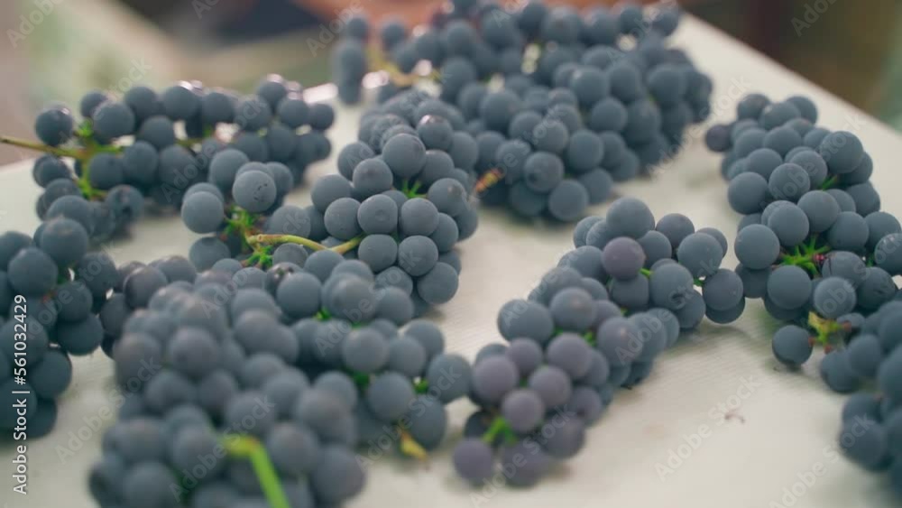 Harvest of round blue grapes close-up on the table. Smooth camera movement. Juicy bunches of harvested grapes Harvest of round blue grapes close-up on the table. Smooth camera movement. Juicy bunches of harvested grapes